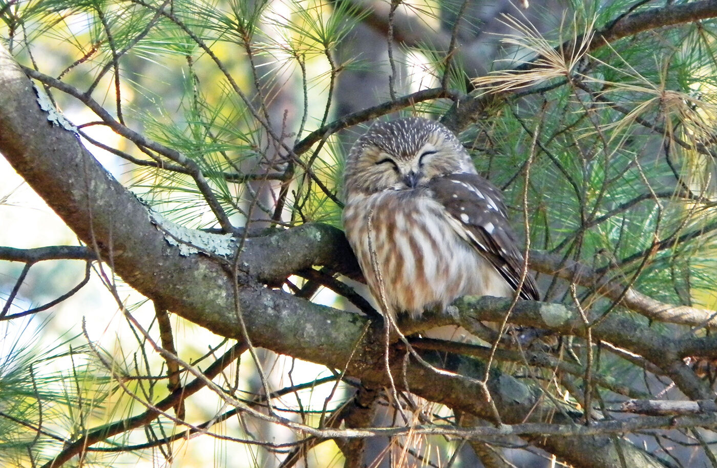 Saw-whet owl